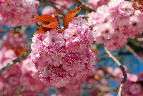 Did you catch the Spring cherry blossm